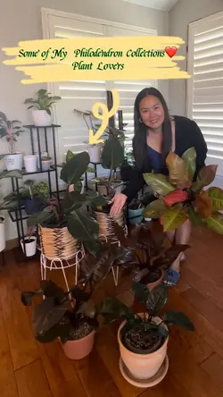 Philodendron Plants