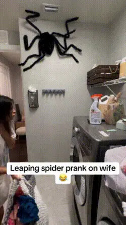 spider scare