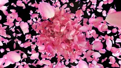 Flower Petal
