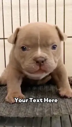 Angry Pitbull Baby
