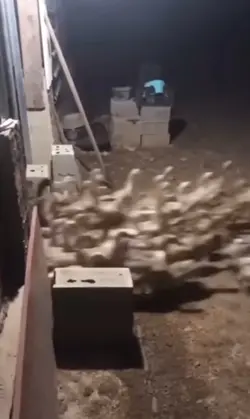 Duck Stampede 🦆