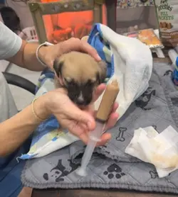 Syringe fed puppy 