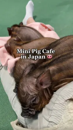 Animal Cafe
