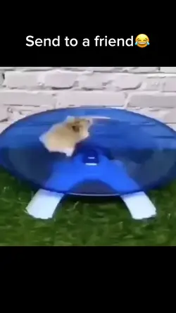 Cute hamters