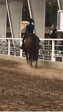 Western pleasure 