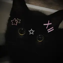 black cat