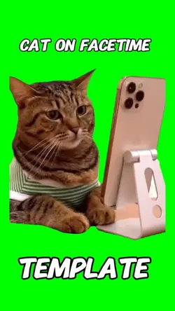 Cat on facetime