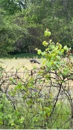 Wild Turkey