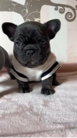 French Bulldog puppy