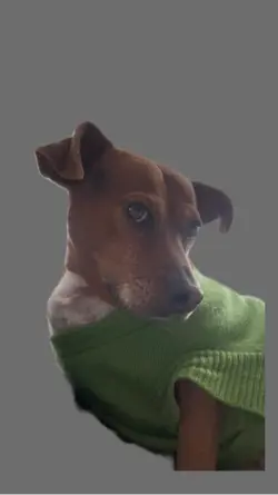 Cute Dog w side eye
