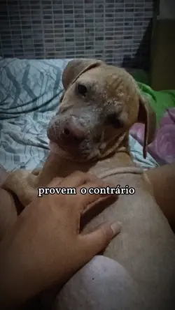 o amor cura
