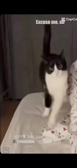 Funny cat voice over
