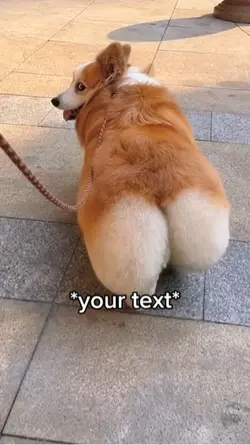 Dog walking