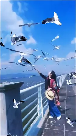 Seagull