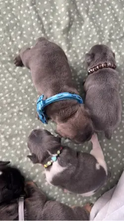Puppies 