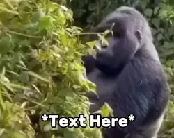 Gorilla meme 