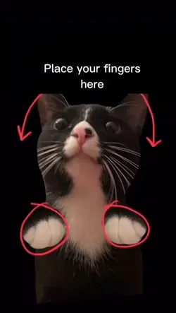 Spinning cat
