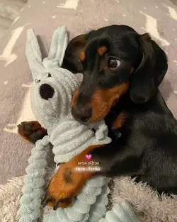 trend pet