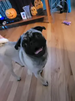 Ai pug