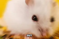 hamster Tuesday 