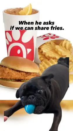 Growling Pug