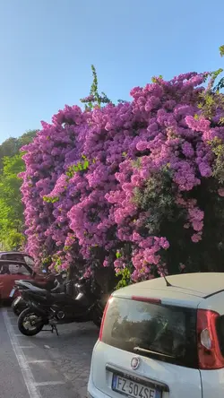 Bougainvillea