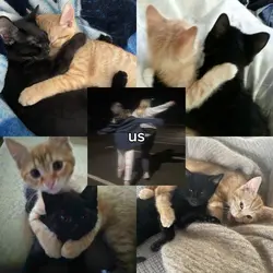 Me, You, Us - Cats