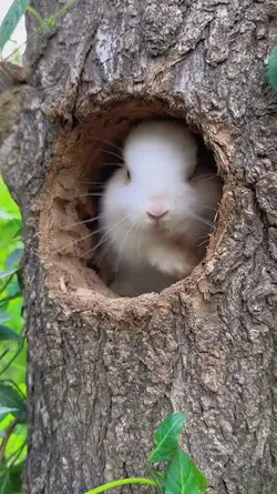 coelhos fofos