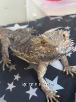 Pet lizard edit