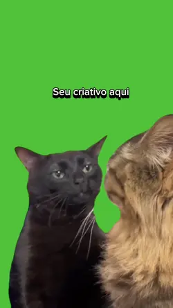 Meme gato