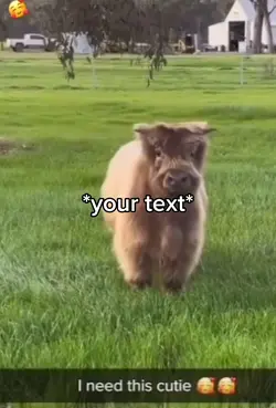 Cute animal 