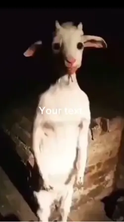 Standing Goat