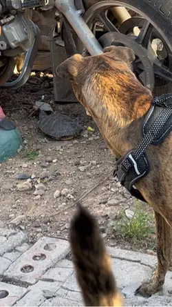 Dogs attack (almost)