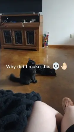 Cat fight