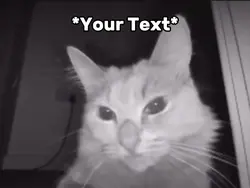Cat Sniffing Meme