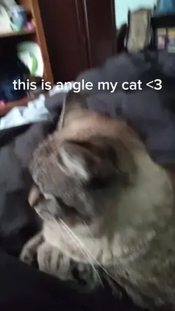 Mt cat