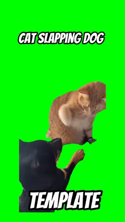 Cat hitting dog 