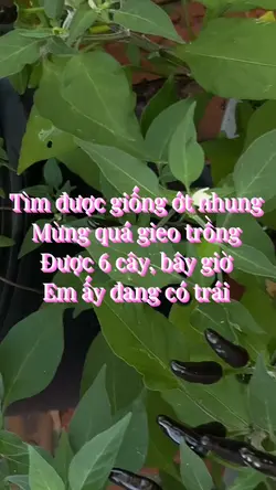 Ớt Nhung nhà 