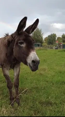 burro