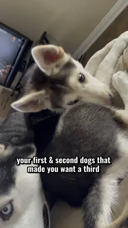 First Dog Vs Second