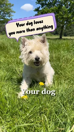 Your dog’s love ❤️ 