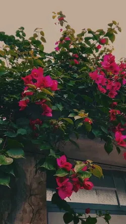 VLOG🩷VIBES🌷ایرانی🇮🇷