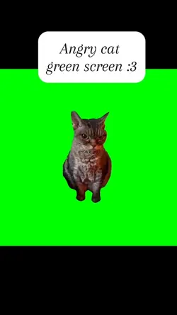 Green screen of cat