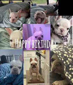 Happy bday Harley 