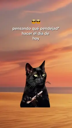 gato
