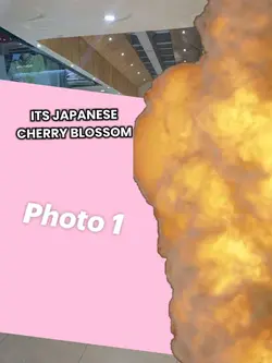 CHERRY BLOSSOM