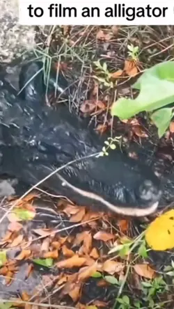 Gator a Eater