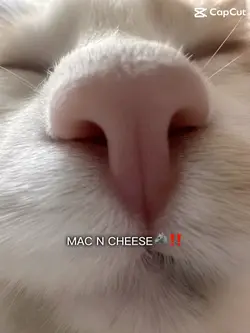 MAC AND CHEESE‼️🤠