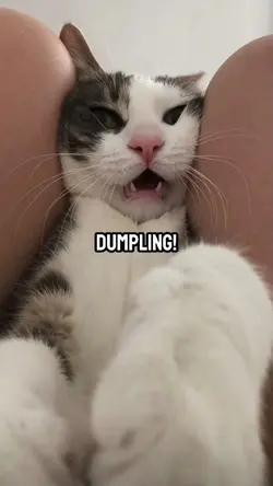 dumpling <3