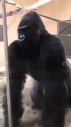 Orangutan drift